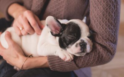 Le bouledogue français, chien familial par excellence